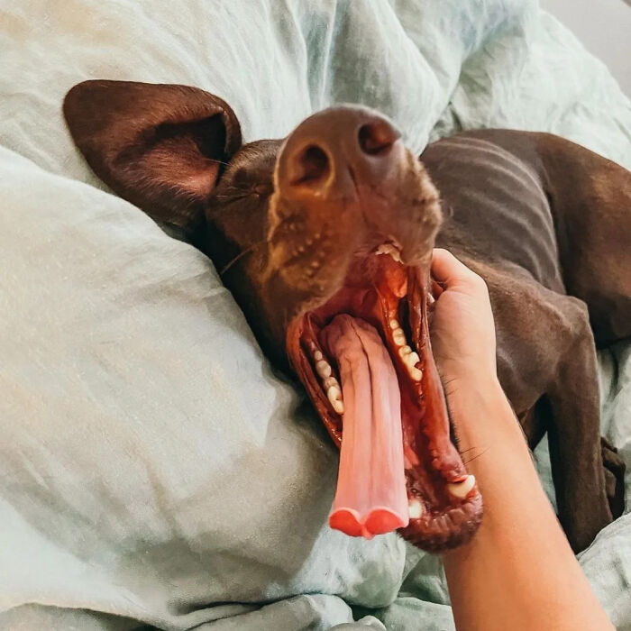 61 Derpy Dog Photos Shared By This Page That Prove Even The Cutest Pups Have Bad Angles
