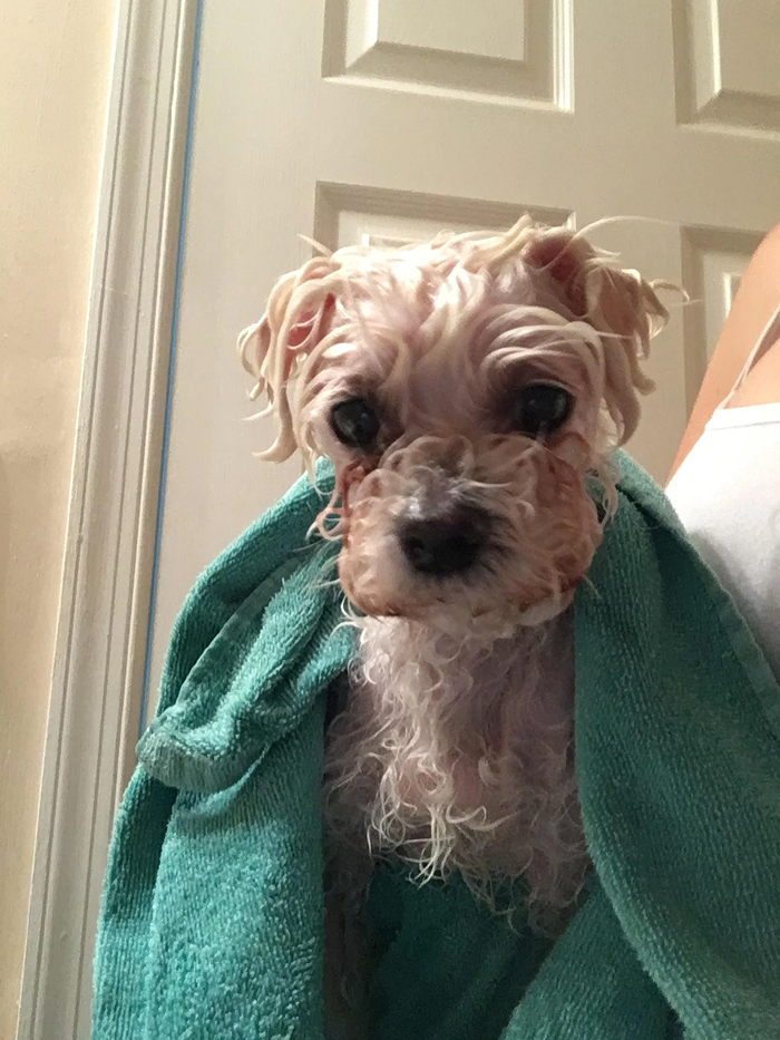 Wet small dog wrapped in turquoise towel after bath looking at camera