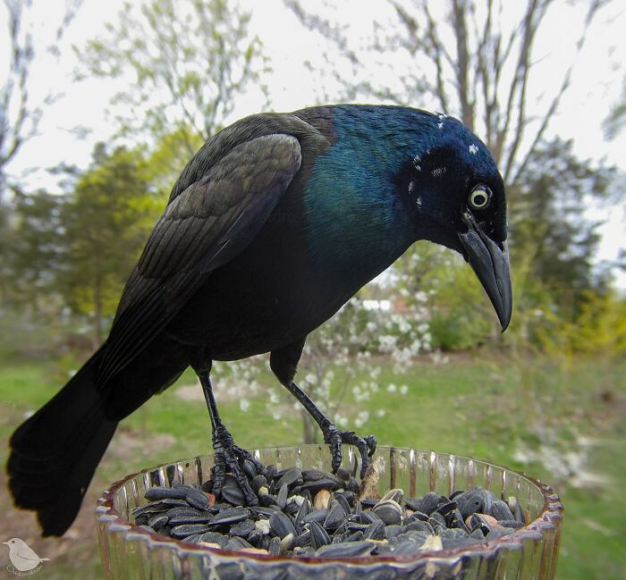 Woman Put a Camera On Bird Feeder In Her Yard, Here Is What It Has Caught (35 New Pics)