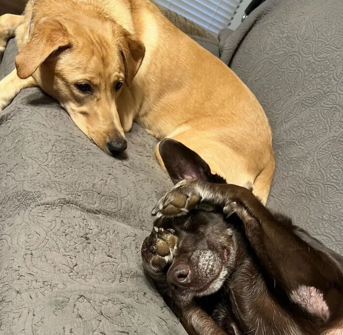 61 Derpy Dog Photos Shared By This Page That Prove Even The Cutest Pups Have Bad Angles