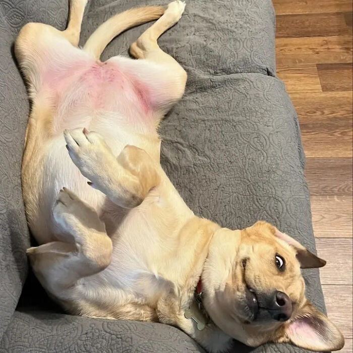 61 Derpy Dog Photos Shared By This Page That Prove Even The Cutest Pups Have Bad Angles