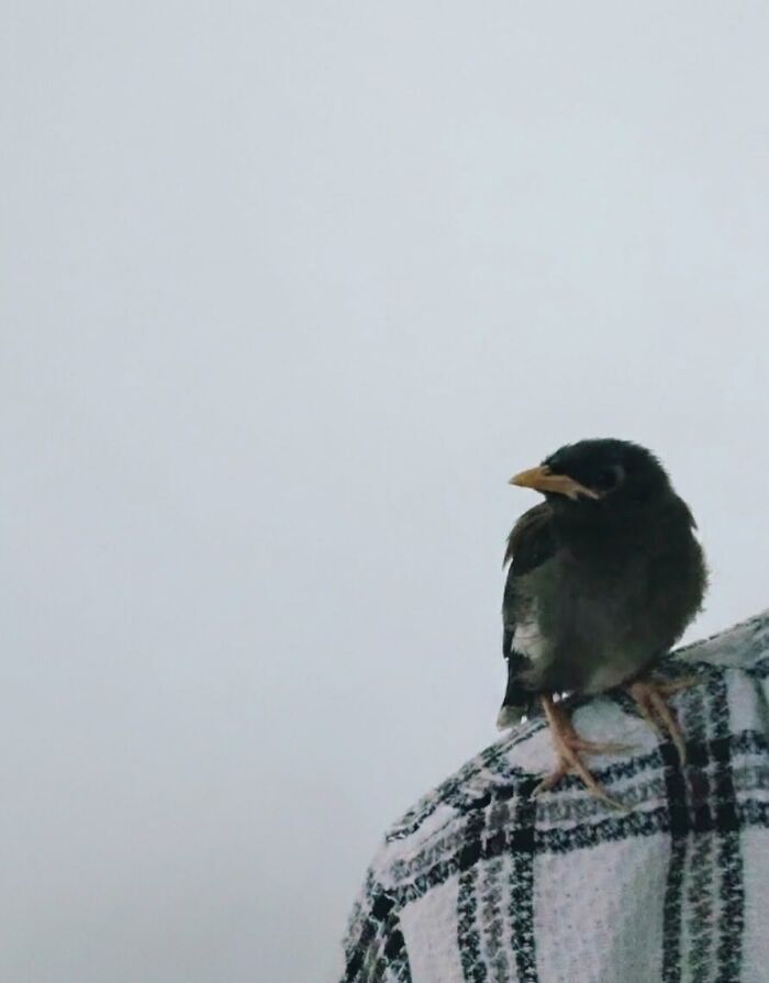 Small bird perched on shoulder in foggy weather showing animals comedy moments