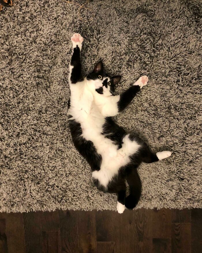 Meet Lucy. Our 5 Year Old, Recently Adopted s*** With A Zest For Life And A Need For Constant Belly Rubs. I Hope She Makes Someone Smile