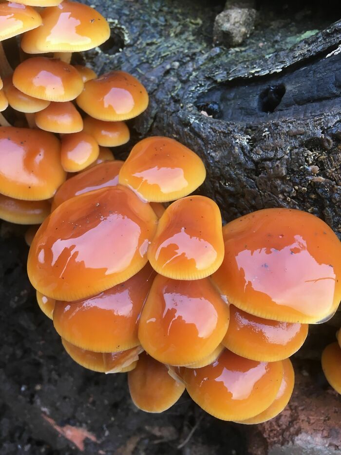 A cluster of shiny orange mushrooms growing on a tree trunk, a beautiful yet potentially forbidden food.
