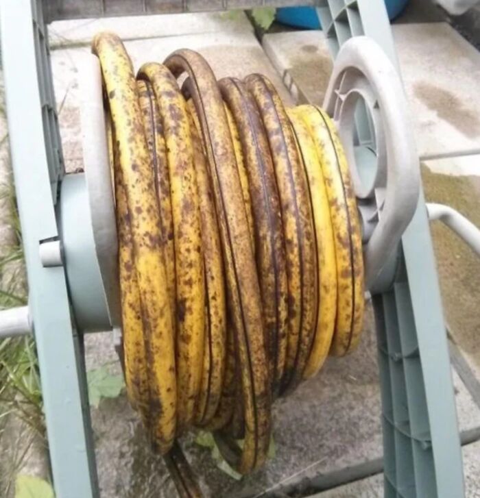 A coiled hose resembling forbidden foods, like a giant banana, wound on a grey and green hose reel.