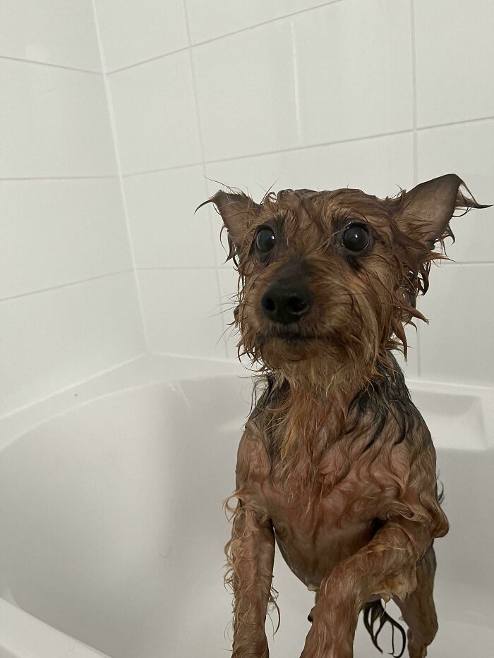 Small wet dog standing in bathtub with bath time expression