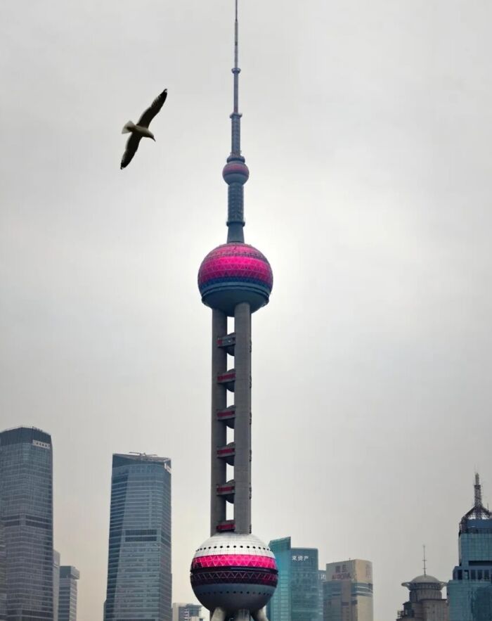 A Seagull Hovers Around