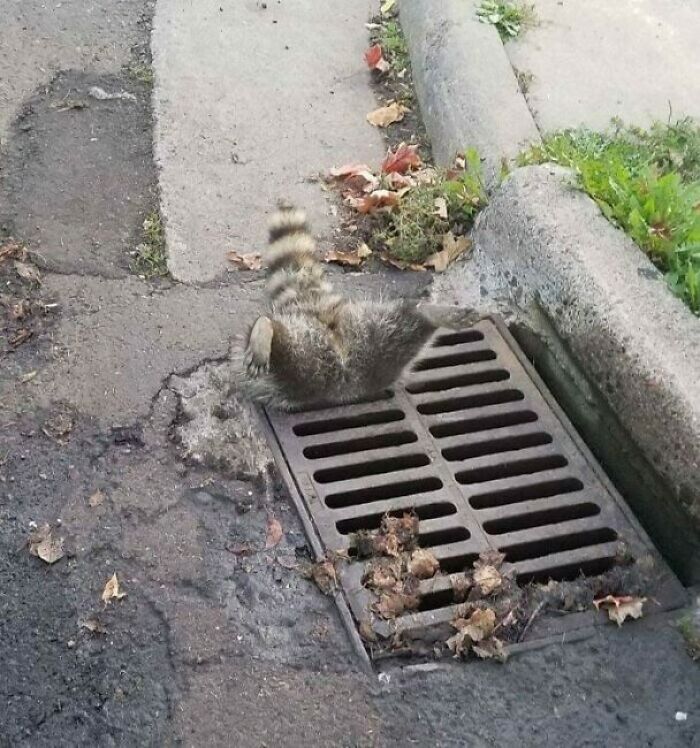 This Raccoon B**t