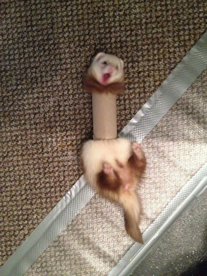 She Never Thought The Toilet Paper Roll Would Fight Back