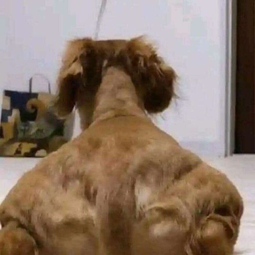 A fluffy dog with an oddly muscular back, a chaotic and disturbing pic.