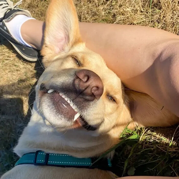 61 Derpy Dog Photos Shared By This Page That Prove Even The Cutest Pups Have Bad Angles