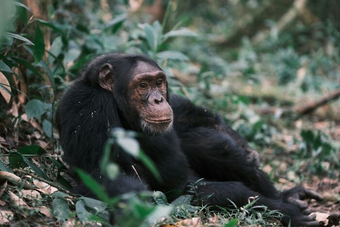 “Tuxedo-Wearing Jerks”: Zookeepers Share Their Beef With Animals In This Hilarious Thread