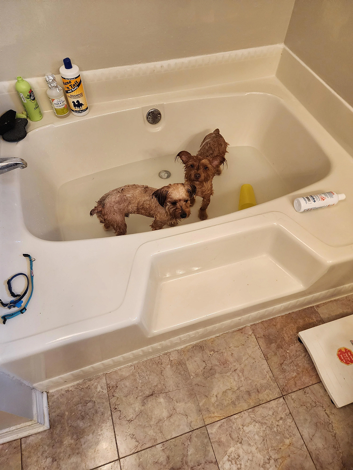 Two small dogs standing in bathtub before bath time