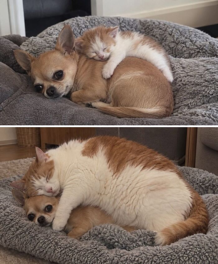 Kitten and dog cuddling on gray blanket showing animals comedy talent