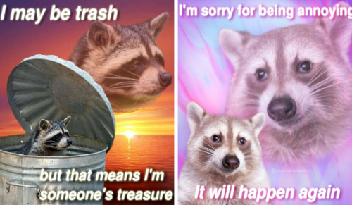Nocturnal Trash Posts: 29 najlepszych memów o szopach