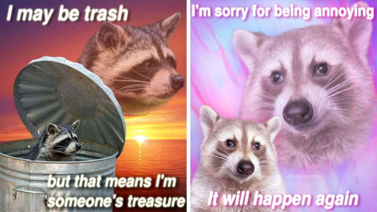 Nocturnal Trash Posts: 29 najlepszych memów o szopach