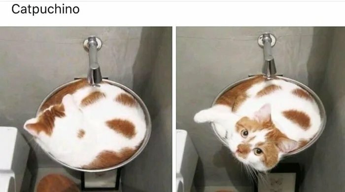 Two images show an orange and white cat curled up inside a sink, looking comfortable, representing forbidden foods.