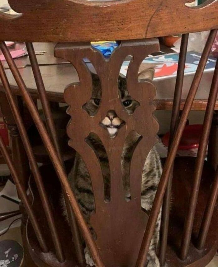 'Not My Animal': 40 Animal Pics That Just Don't Make Any Sense, As Shared On This Instagram Account