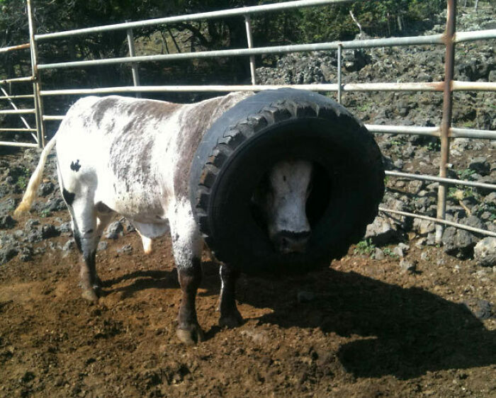 Seriously, Cow?