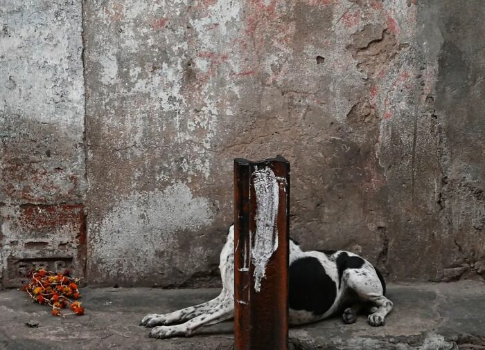 A black and white spotted street animal, likely a dog, lies on the ground, partially obscured by a rusted metal pole. The animal's head is hidden behind the pole, and its body is stretched out on the concrete. To the left, a small pile of dried flowers adds a touch of color to the otherwise desolate scene. This photo captures the strange reality of animals living on the streets.