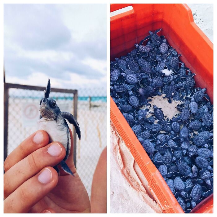 A person holds a tiny sea turtle, and another image shows a bin full of baby sea turtles. These are forbidden foods.