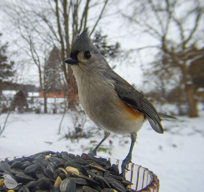 Woman Put a Camera On Bird Feeder In Her Yard, Here Is What It Has Caught (35 New Pics)