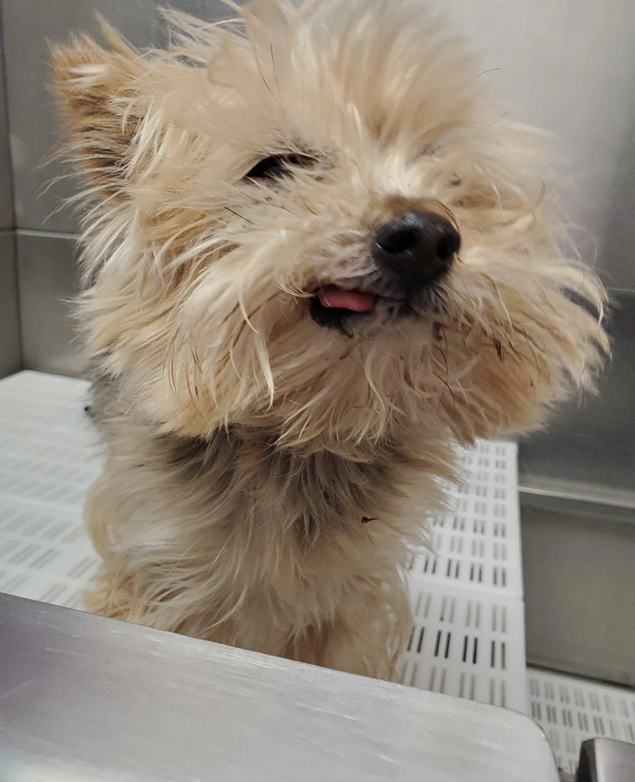 Small fluffy dog with messy fur looks betrayed during bath time