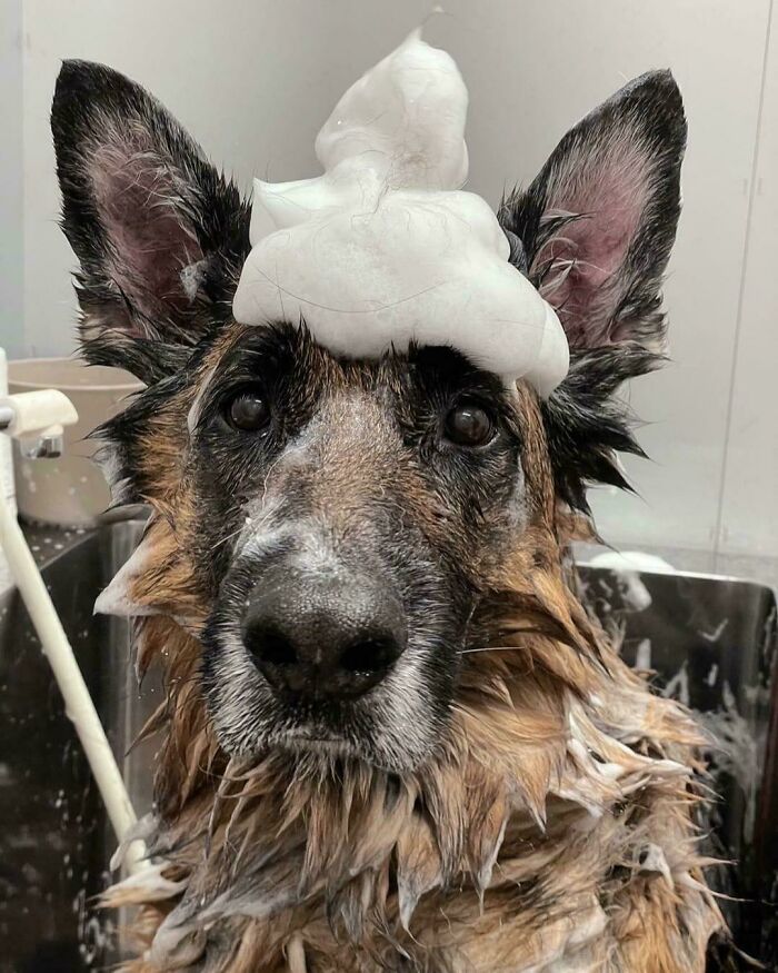German shepherd covered in shampoo foam during bath time