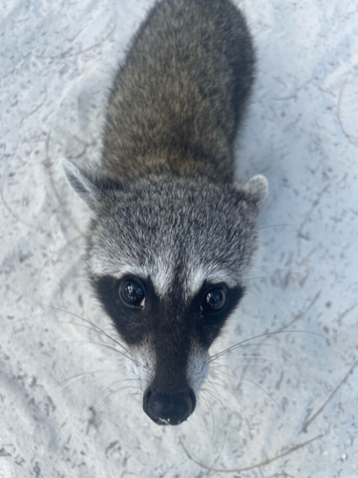 Mexican Island Raccoons Stun Researchers By Making Toys From Beach Club Trash And Sand