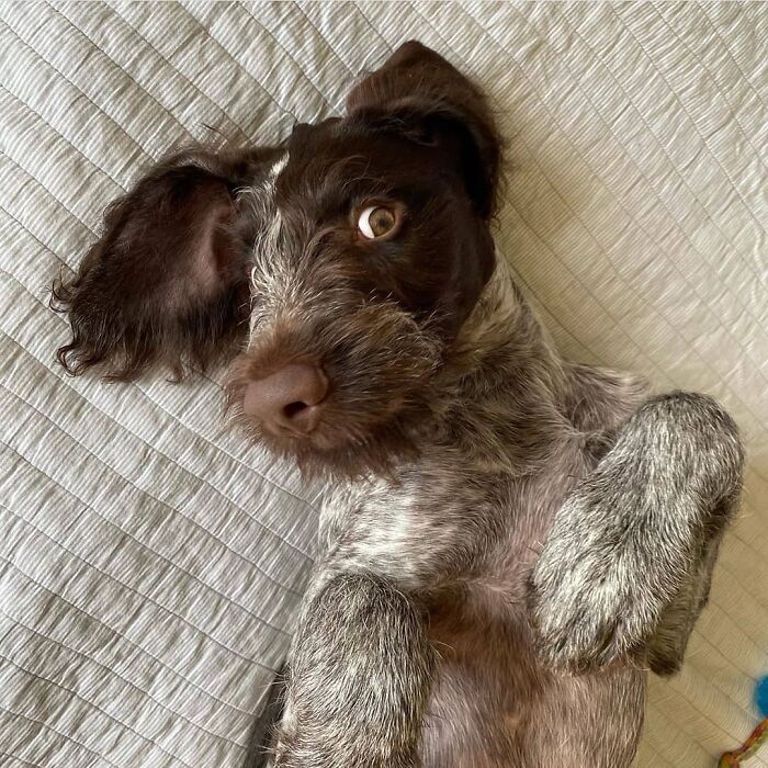 61 Derpy Dog Photos Shared By This Page That Prove Even The Cutest Pups Have Bad Angles