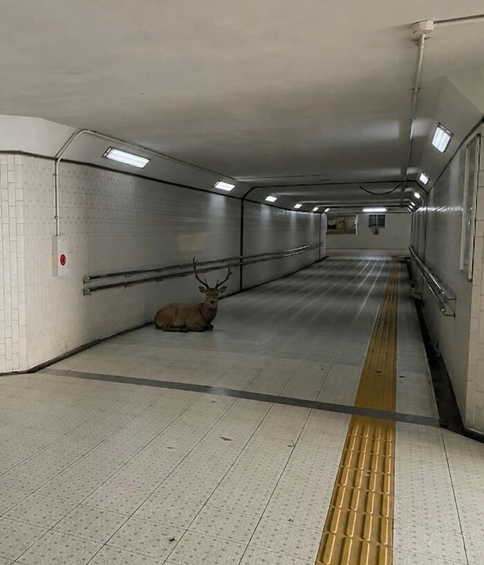 Deer sitting inside a tiled underground passageway animals comedy