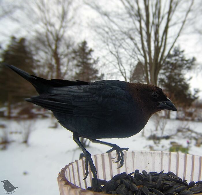 Woman Put a Camera On Bird Feeder In Her Yard, Here Is What It Has Caught (35 New Pics)