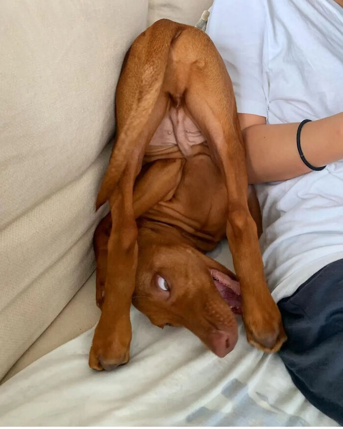 61 Derpy Dog Photos Shared By This Page That Prove Even The Cutest Pups Have Bad Angles