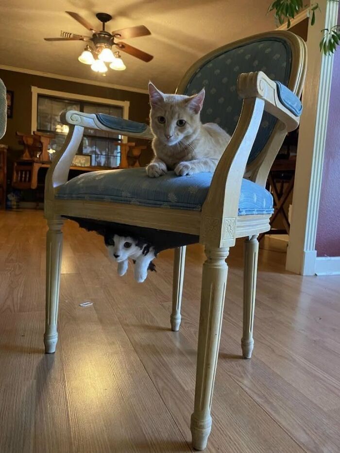 Two cats hilariously sharing a vintage chair in a living room