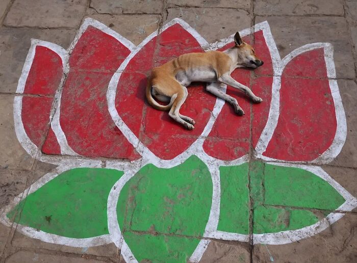 A stray dog sleeping on a vibrant lotus flower painted on the pavement, showcasing animals living on the streets.