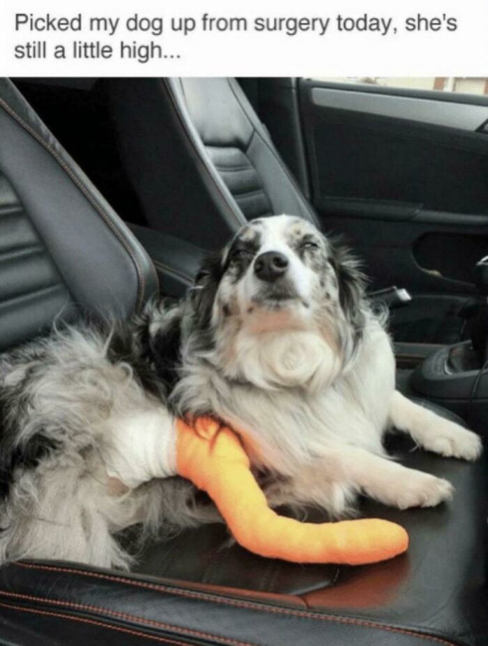 A dog with a bandaged leg and a toy lays in a car seat, looking dazed after surgery, representing forbidden foods for pets.