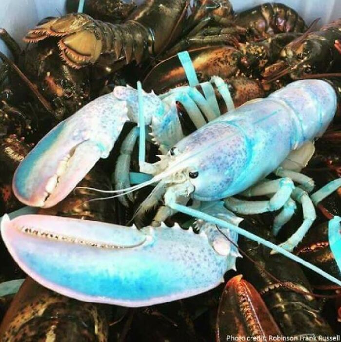 A rare, light blue lobster among other darker lobsters, a unique catch, yet still one of the forbidden foods.