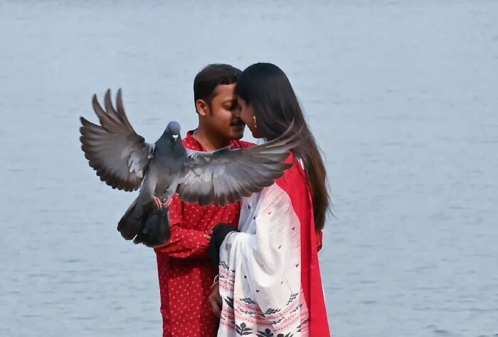A couple embracing with a pigeon flying between them, showing the strange reality of animals living on the streets.