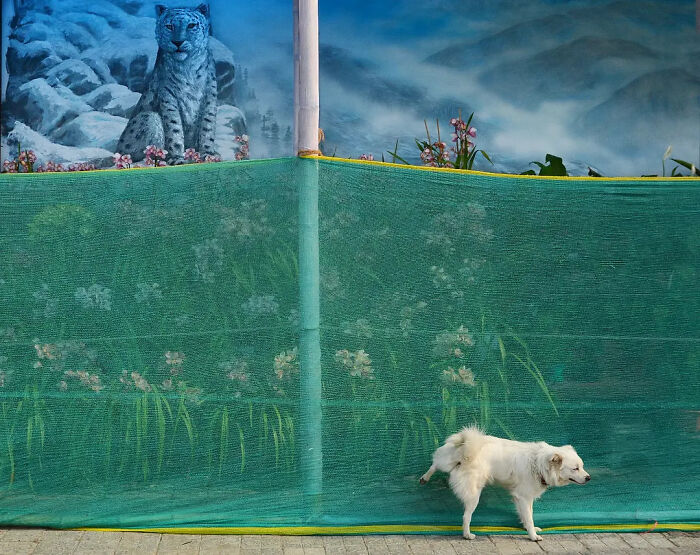 A white dog urinates on a wall with a vibrant snow leopard painting, showing animals living on the streets.