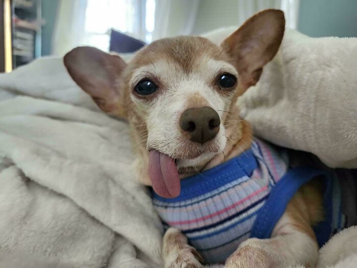 An old Chihuahua, a derpy animal, with its tongue sticking out, wrapped in a white blanket.