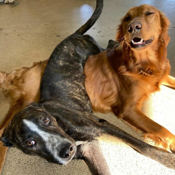 61 Derpy Dog Photos Shared By This Page That Prove Even The Cutest Pups Have Bad Angles