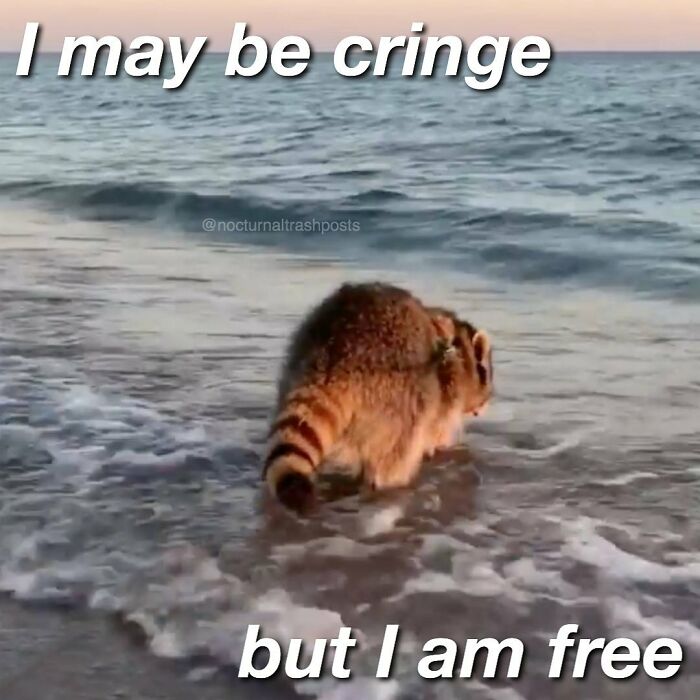 “Nocturnal Trash Posts”: 30 Of The Best Raccoon Memes This Dedicated Instagram Account Has To Offer