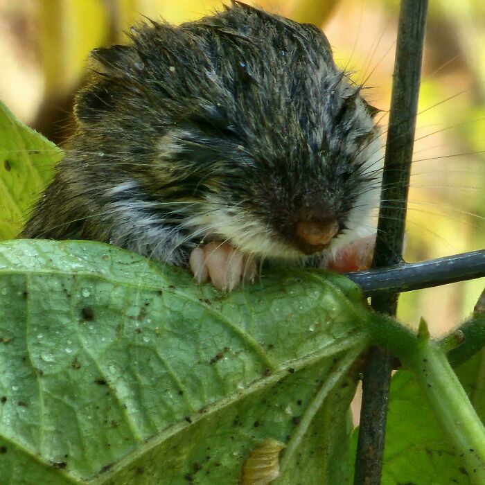 A small, wet, derpy animal, a mouse, perched on a green leaf next to a wire fence, looking ridiculous.