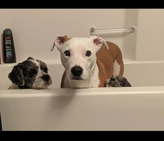 Three dogs in a bathtub looking at owners with bath time betrayal expressions