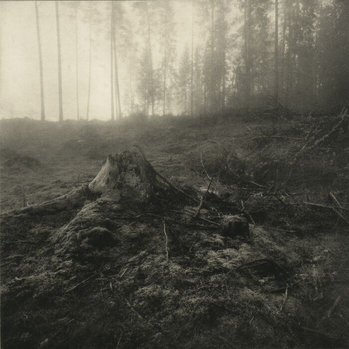 "Unknown Forest Land" By Eva Brandin, Sweden