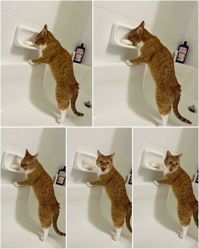 A multi-panel image of an orange cat reacting strongly to licking a bar of soap in a bathtub, illustrating forbidden foods.