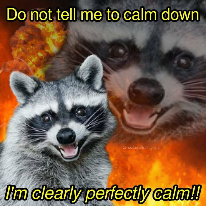 “Nocturnal Trash Posts”: 30 Of The Best Raccoon Memes This Dedicated Instagram Account Has To Offer