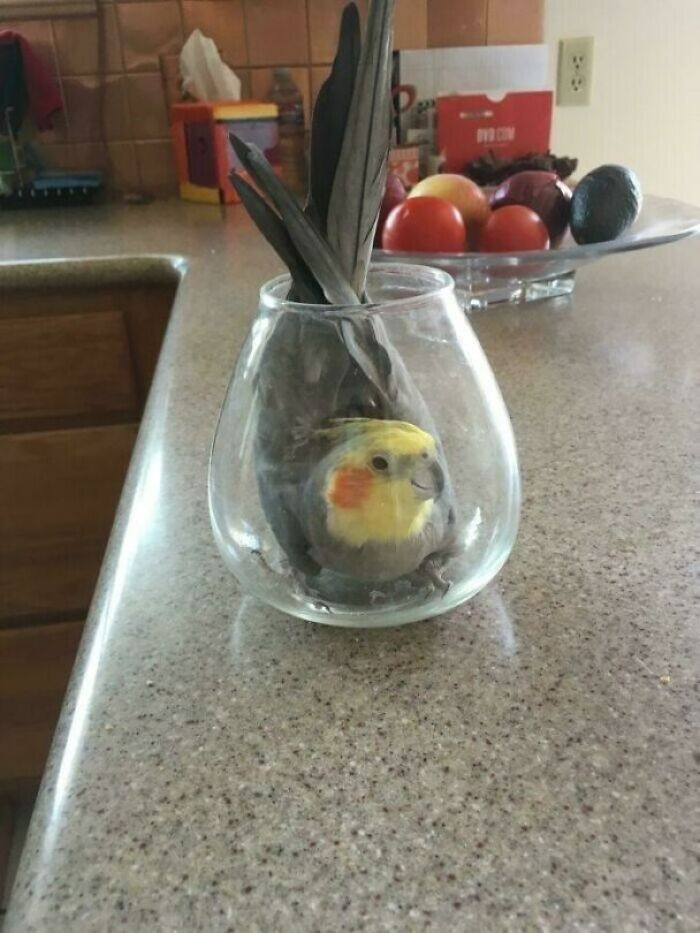 Please Help Human
