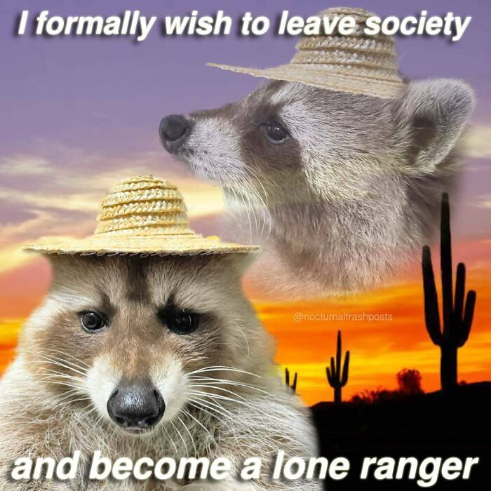 “Nocturnal Trash Posts”: 30 Of The Best Raccoon Memes This Dedicated Instagram Account Has To Offer