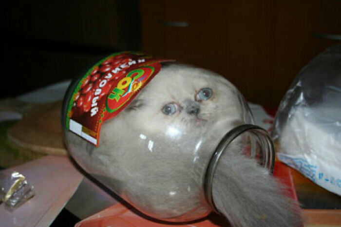 Cat In A Jar